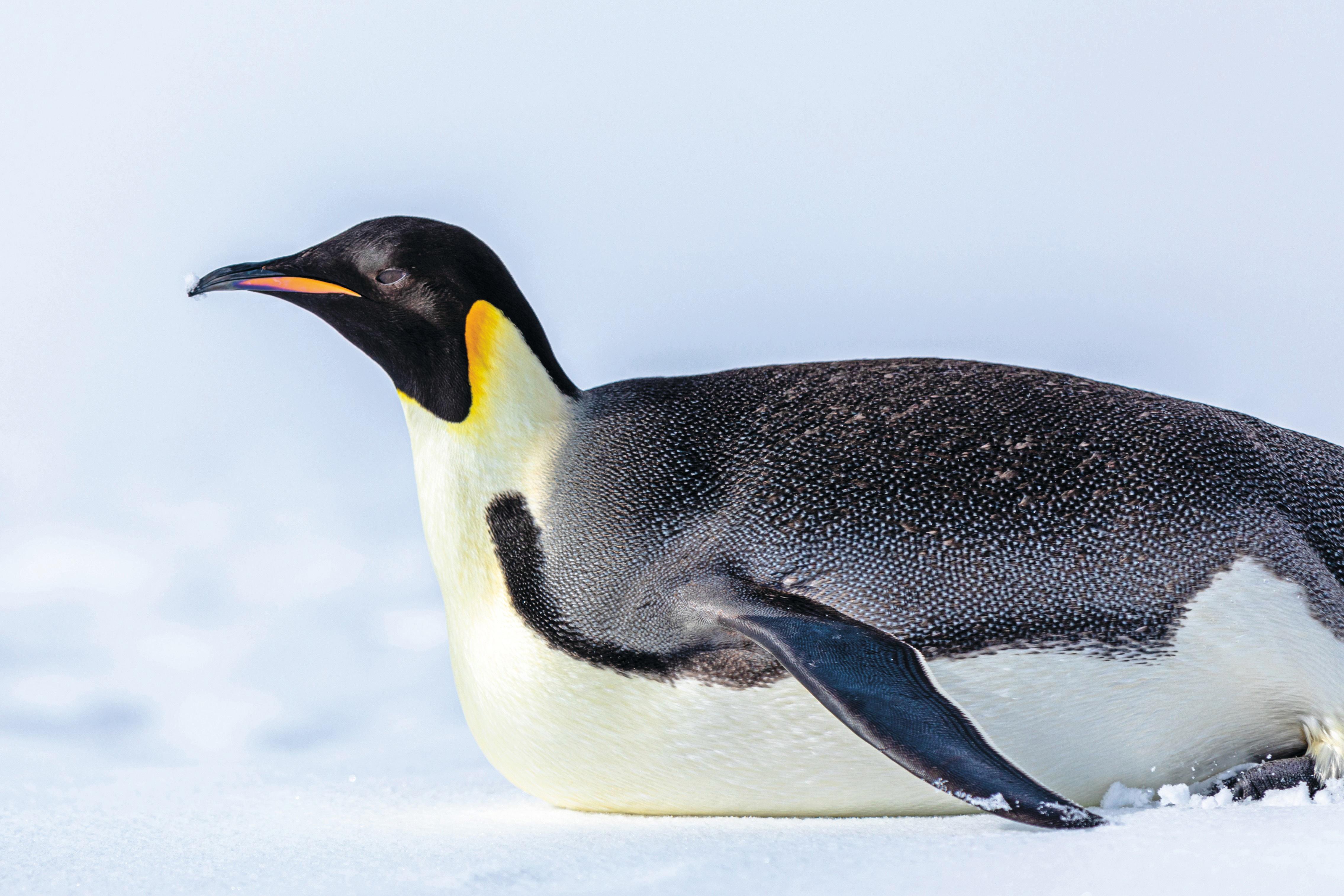 Scenic Eclipse Excursions Penguins 3.jpeg